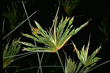 APII jpeg image of Spinifex longifolius  © contact APII