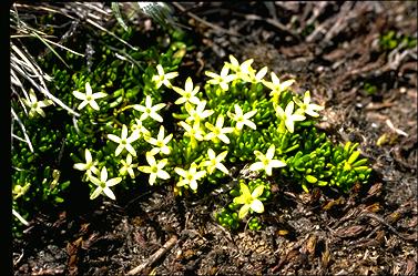 APII jpeg image of Stackhousia pulvinaris  © contact APII