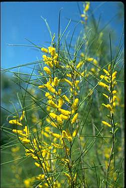 APII jpeg image of Acacia burkittii  © contact APII