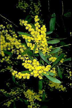 APII jpeg image of Acacia amoena  © contact APII