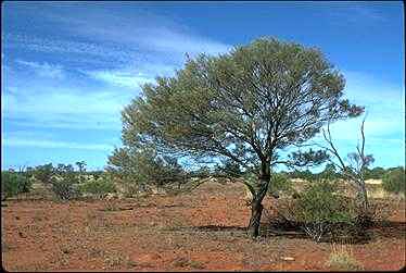 Photo of Acacia aneura
