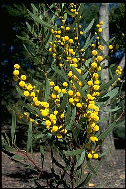 APII jpeg image of Acacia beckleri  © contact APII