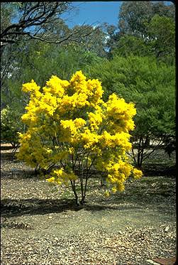 Photo of Acacia boormanii
