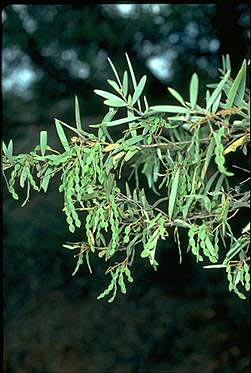 APII jpeg image of Acacia catenulata  © contact APII