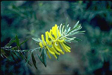 APII jpeg image of Acacia conspersa  © contact APII