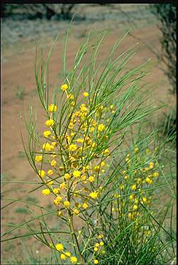 APII jpeg image of Acacia crassiculata var. angustifolia  © contact APII