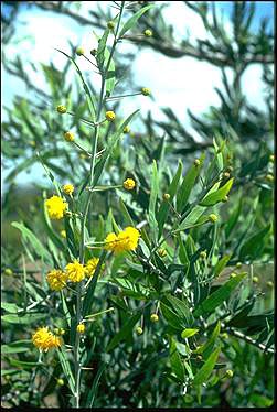 APII jpeg image of Acacia dempsteri  © contact APII