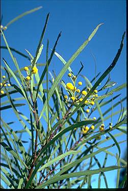 APII jpeg image of Acacia ensifolia  © contact APII