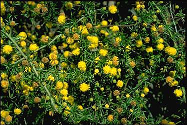 APII jpeg image of Acacia epacantha  © contact APII