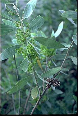 APII jpeg image of Acacia holosericea  © contact APII