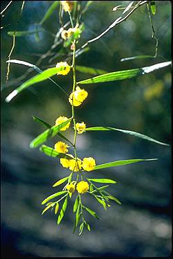 APII jpeg image of Acacia leprosa  © contact APII