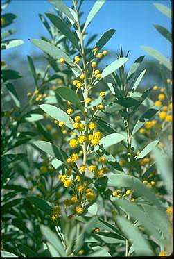 APII jpeg image of Acacia leptopetala  © contact APII