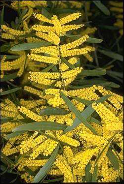 APII jpeg image of Acacia longifolia subsp. longifolia  © contact APII