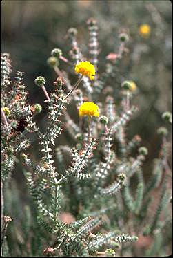 APII jpeg image of Acacia lycopodiifolia  © contact APII