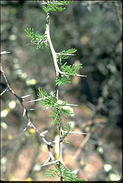 APII jpeg image of Vachellia farnesiana  © contact APII