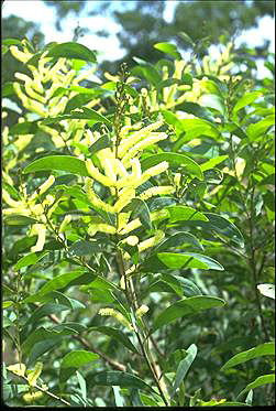 APII jpeg image of Acacia oncinocarpa  © contact APII