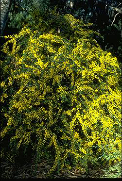 APII jpeg image of Acacia paradoxa  © contact APII