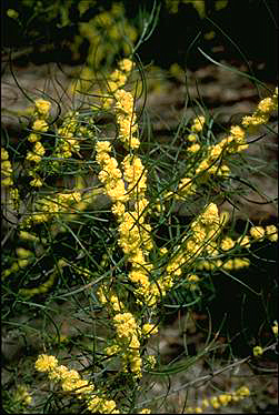 APII jpeg image of Acacia phasmoides  © contact APII