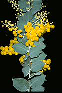 Acacia podalyriifolia - click for larger image