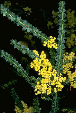 APII jpeg image of Acacia pravissima  © contact APII