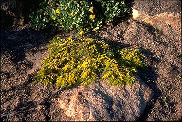 APII jpeg image of Acacia pulviniformis  © contact APII