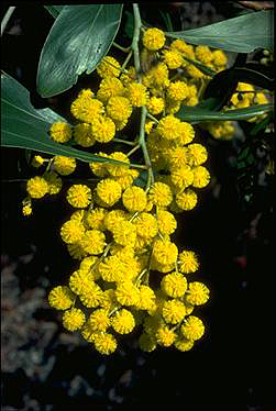 Photo of Acacia pycnantha