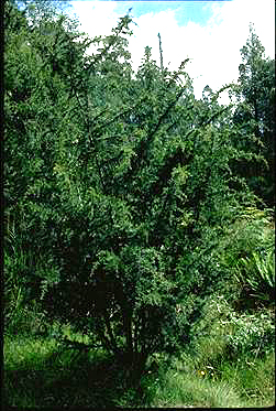 APII jpeg image of Acacia riceana  © contact APII