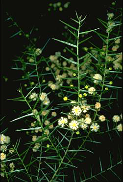 APII jpeg image of Acacia rupicola  © contact APII