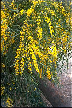 APII jpeg image of Acacia saligna  © contact APII