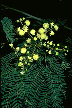 APII jpeg image of Acacia schinoides  © contact APII