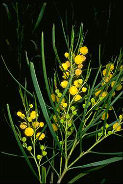 APII jpeg image of Acacia blakelyi  © contact APII