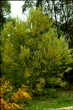 APII jpeg image of Acacia stricta  © contact APII