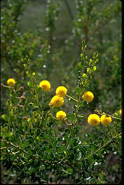 APII jpeg image of Acacia translucens  © contact APII