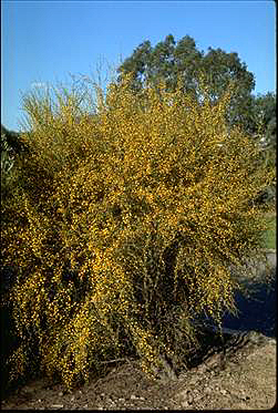 APII jpeg image of Acacia trigonophylla  © contact APII