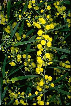 APII jpeg image of Acacia trineura  © contact APII