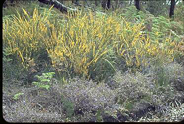 APII jpeg image of Acacia truncata,<br/>Dampiera hederacea  © contact APII