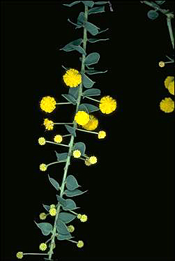 APII jpeg image of Acacia uncinata  © contact APII