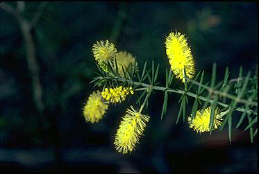 APII jpeg image of Acacia verticillata  © contact APII