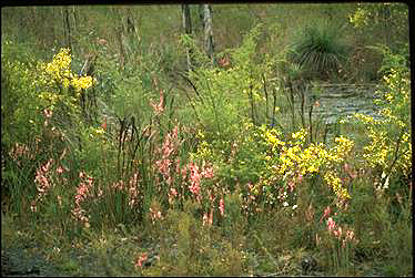 APII jpeg image of Acacia verticillata,<br/>Epacris impressa  © contact APII