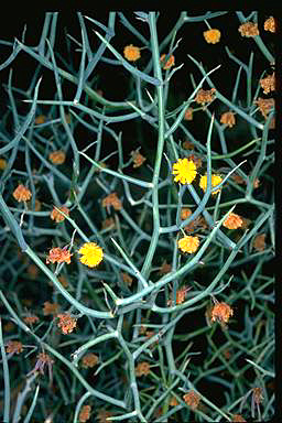 APII jpeg image of Acacia aphylla  © contact APII