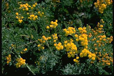 APII jpeg image of Acacia chinchillensis  © contact APII