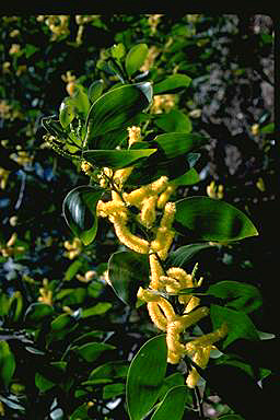 APII jpeg image of Acacia tenuinervis  © contact APII