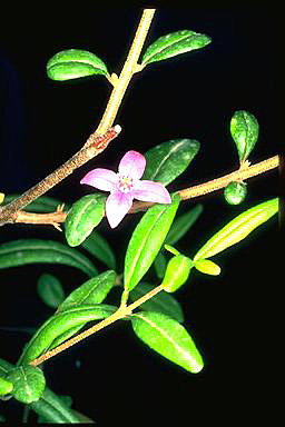 APII jpeg image of Boronia keysii  © contact APII