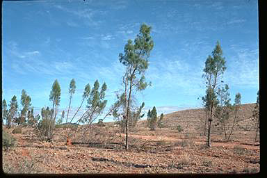 APII jpeg image of Codonocarpus pyramidalis  © contact APII