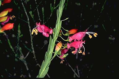 APII jpeg image of Eremophila racemosa  © contact APII