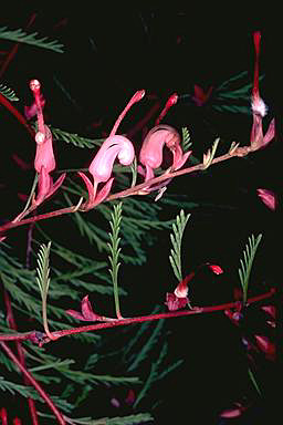 APII jpeg image of Grevillea involucrata  © contact APII