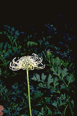 APII jpeg image of Grevillea scapigera  © contact APII