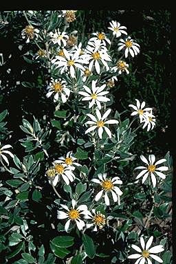 APII jpeg image of Olearia pannosa  © contact APII