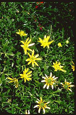APII jpeg image of Ranunculus prasinus  © contact APII