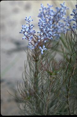 APII jpeg image of Conospermum filifolium  © contact APII